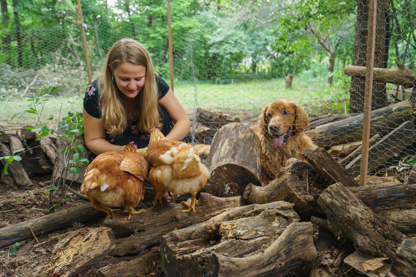 Backyard Dog and Chicken Photography - feeding 