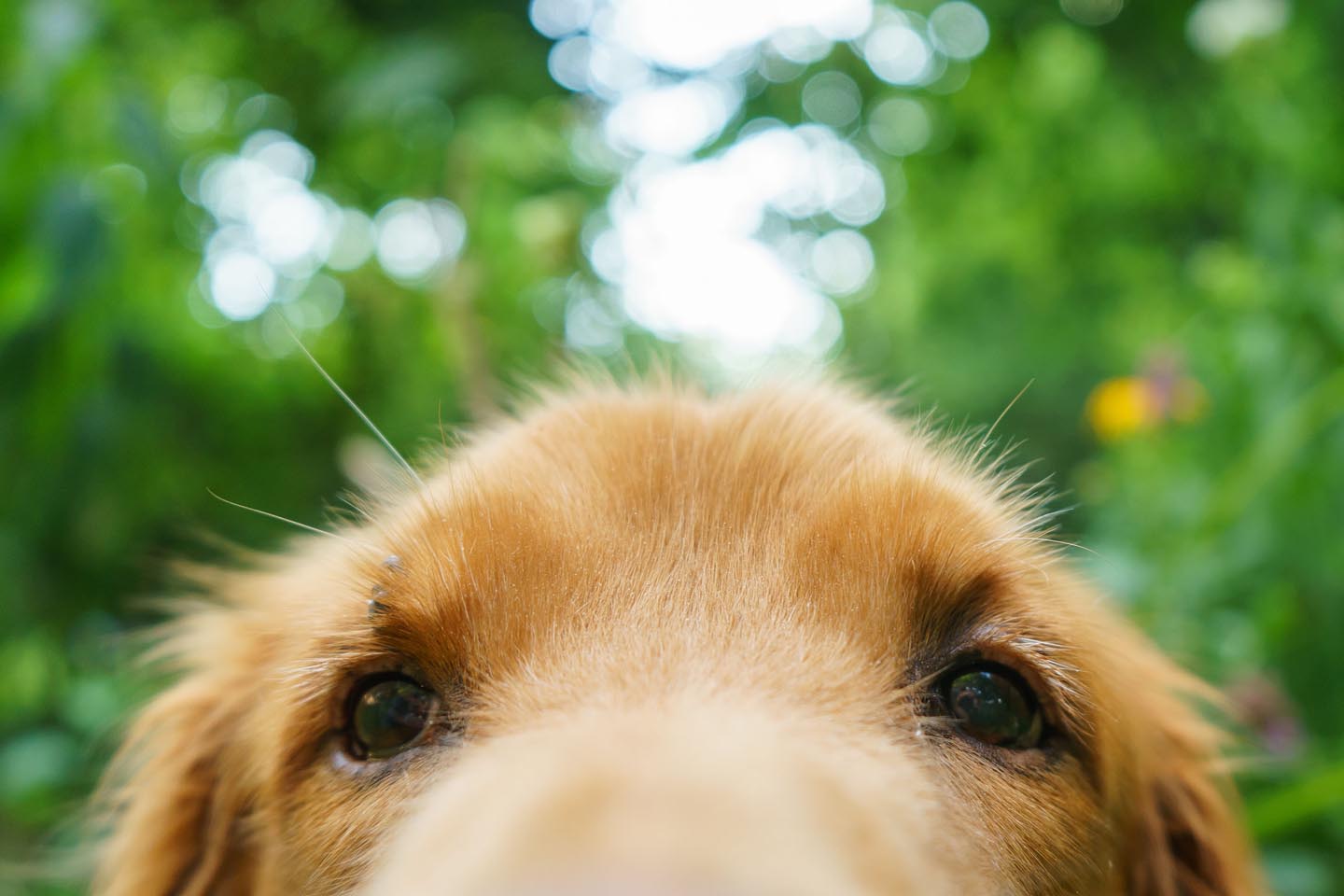 Backyard Dog and Chicken Photography - close up eyes