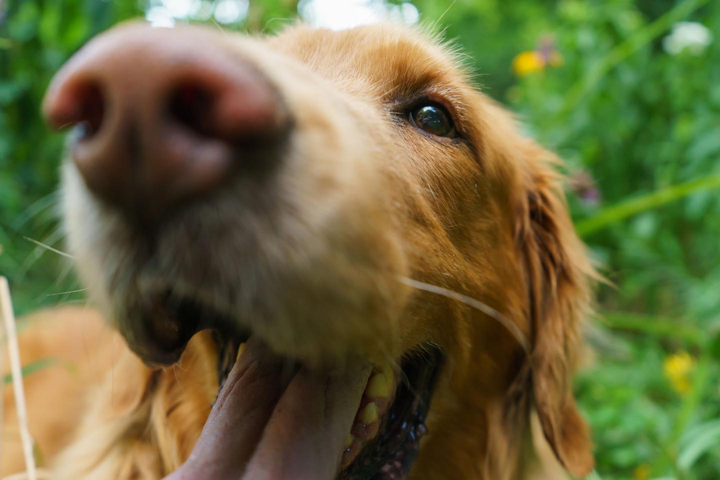 Backyard Dog and Chicken Photography - close up