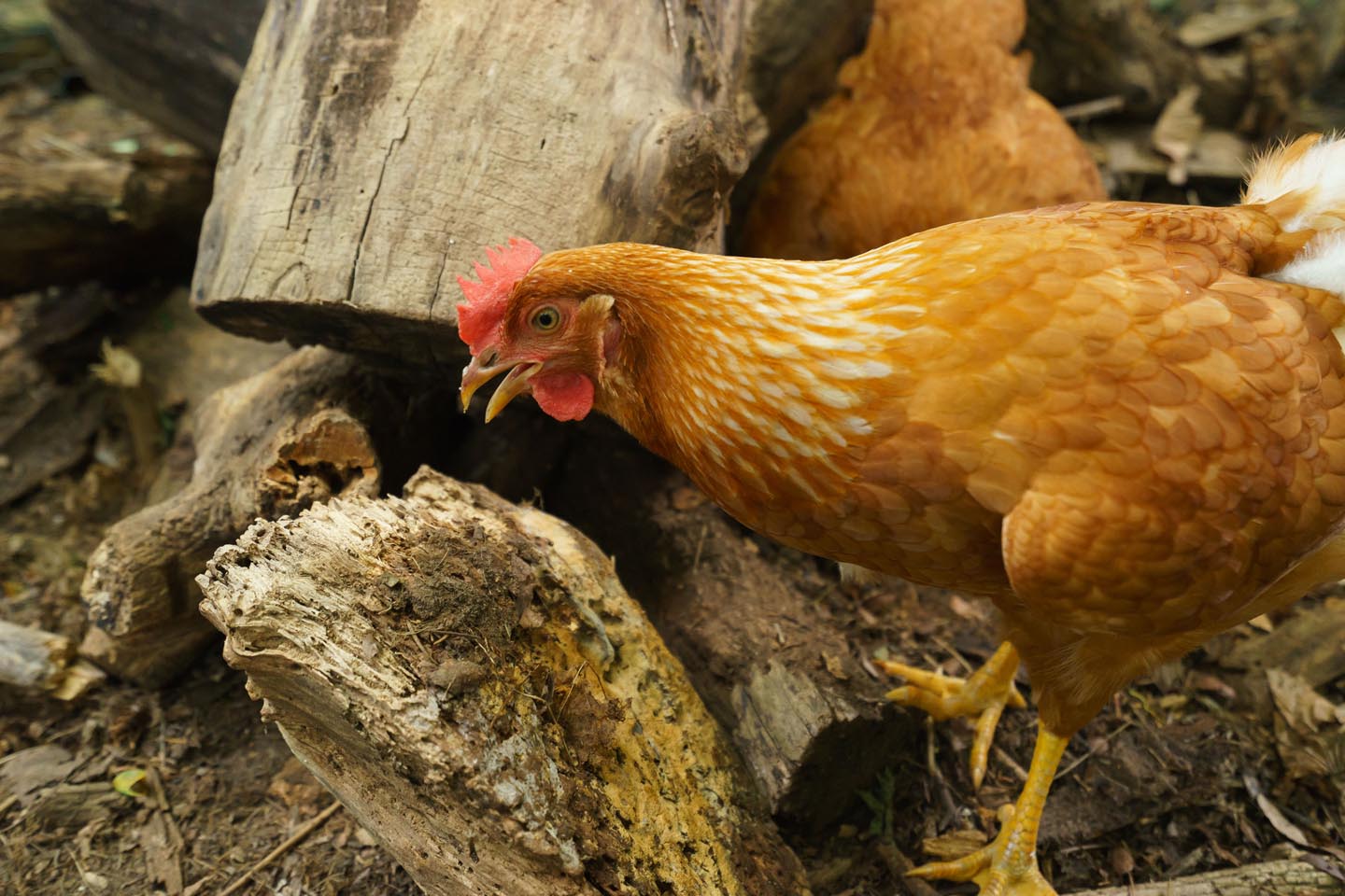 Backyard Dog and Chicken Photography - chicken