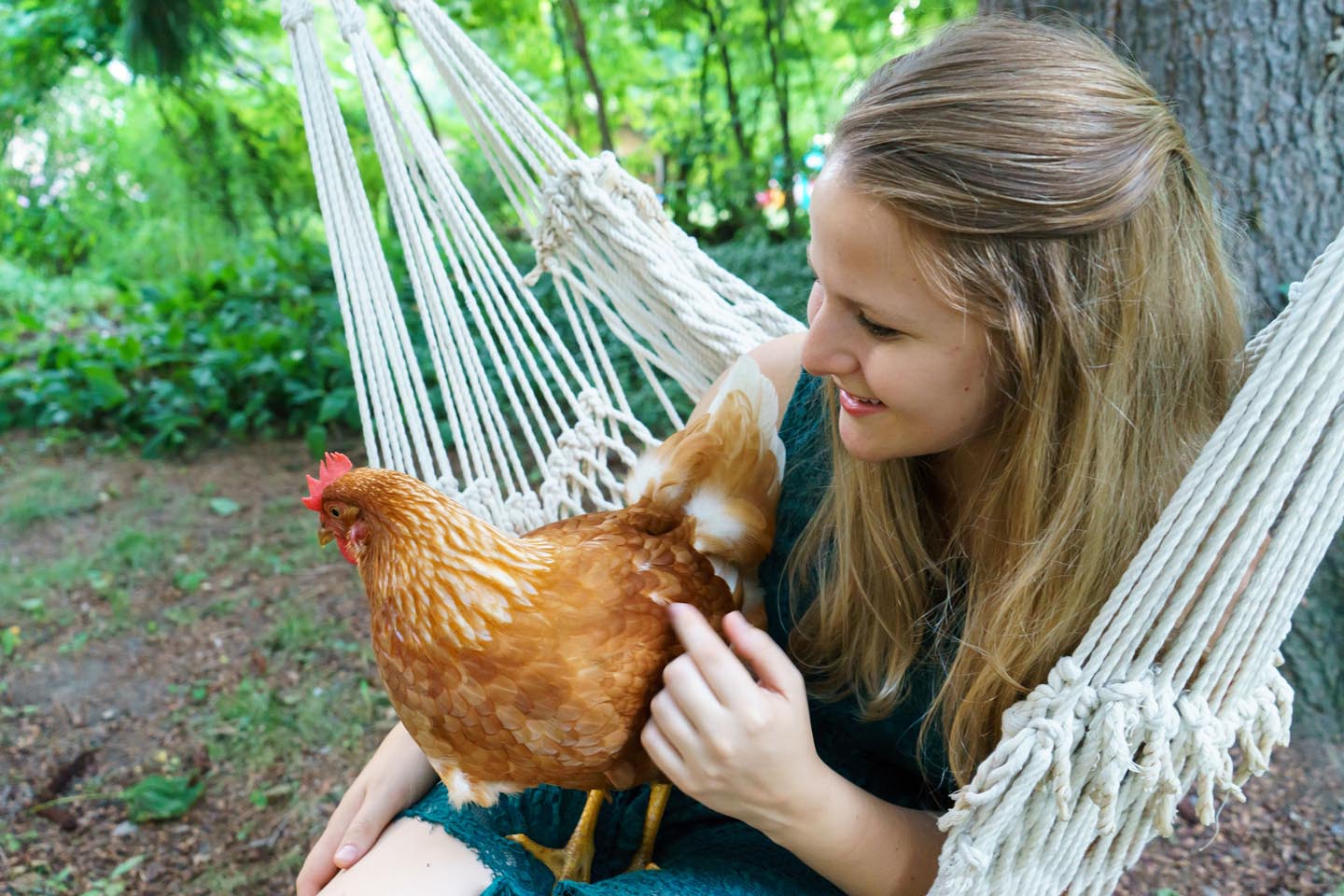 Backyard Dog and Chicken Photography - petting the chicken