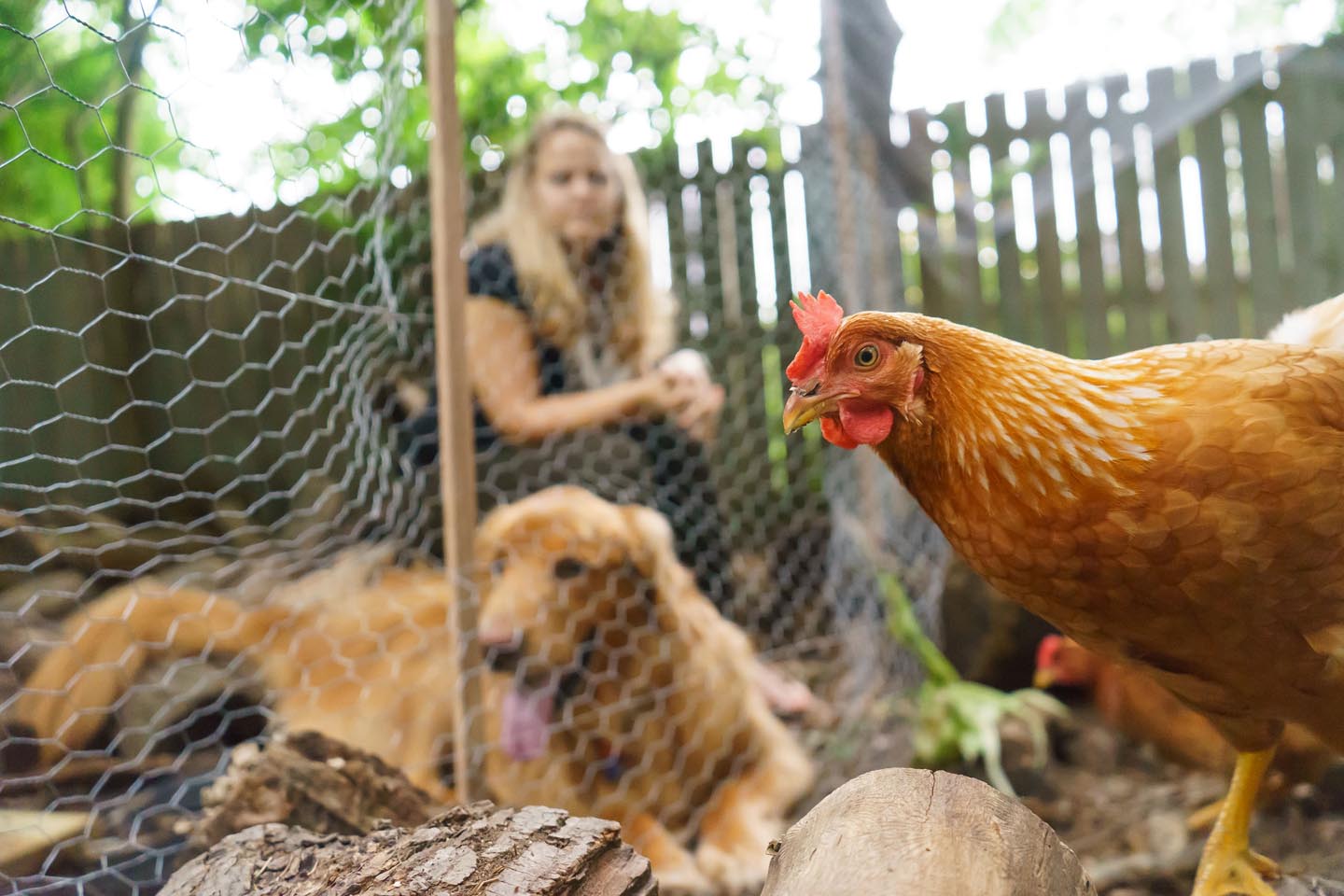 Backyard Dog and Chicken Photography - chicken in the coop