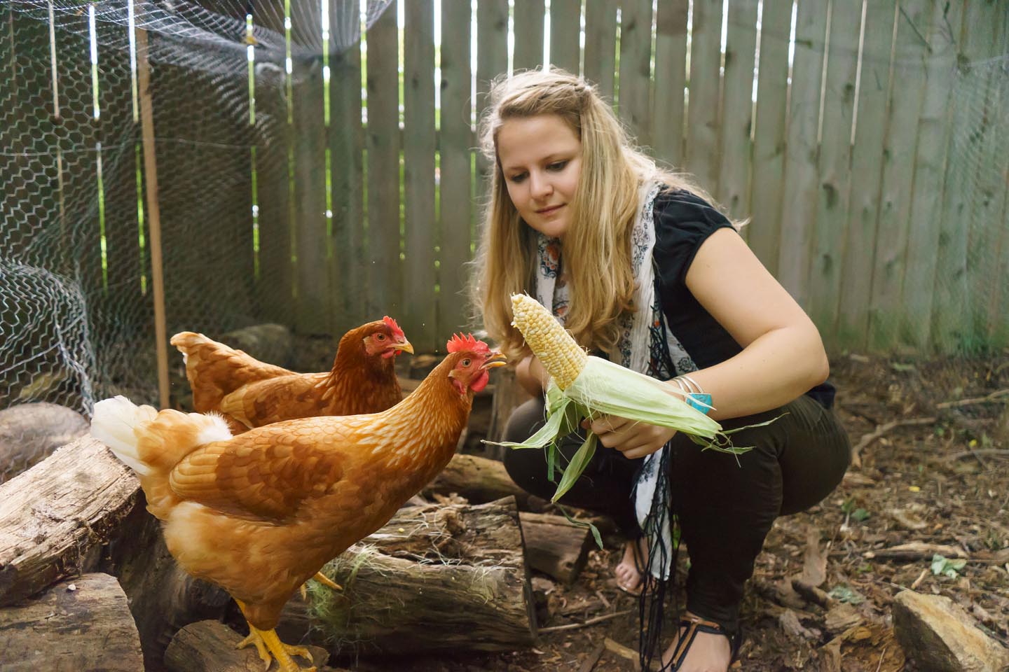 Backyard Dog and Chicken Photography - feeding chickens corn
