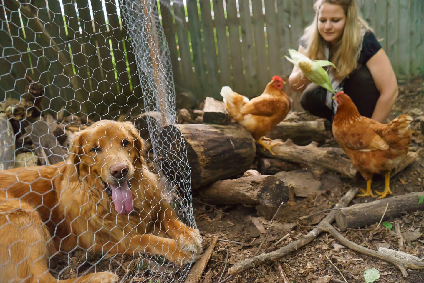 Backyard Dog and Chicken Photography - lifestyle