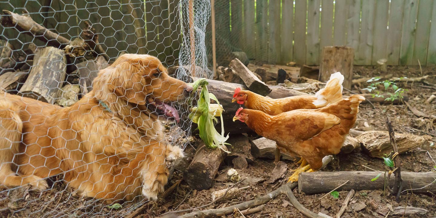 Backyard Dog and Chicken Photography - setting the bait