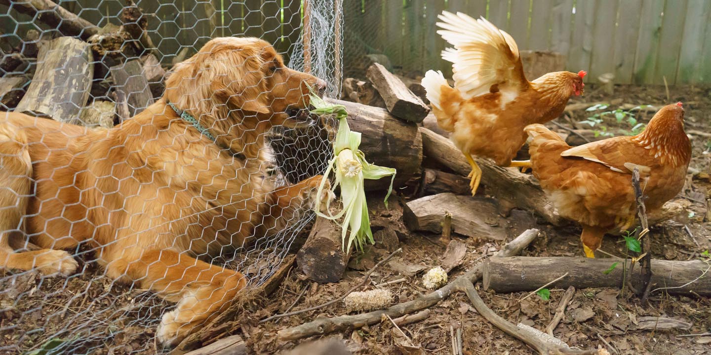 Backyard Dog and Chicken Photography - startling