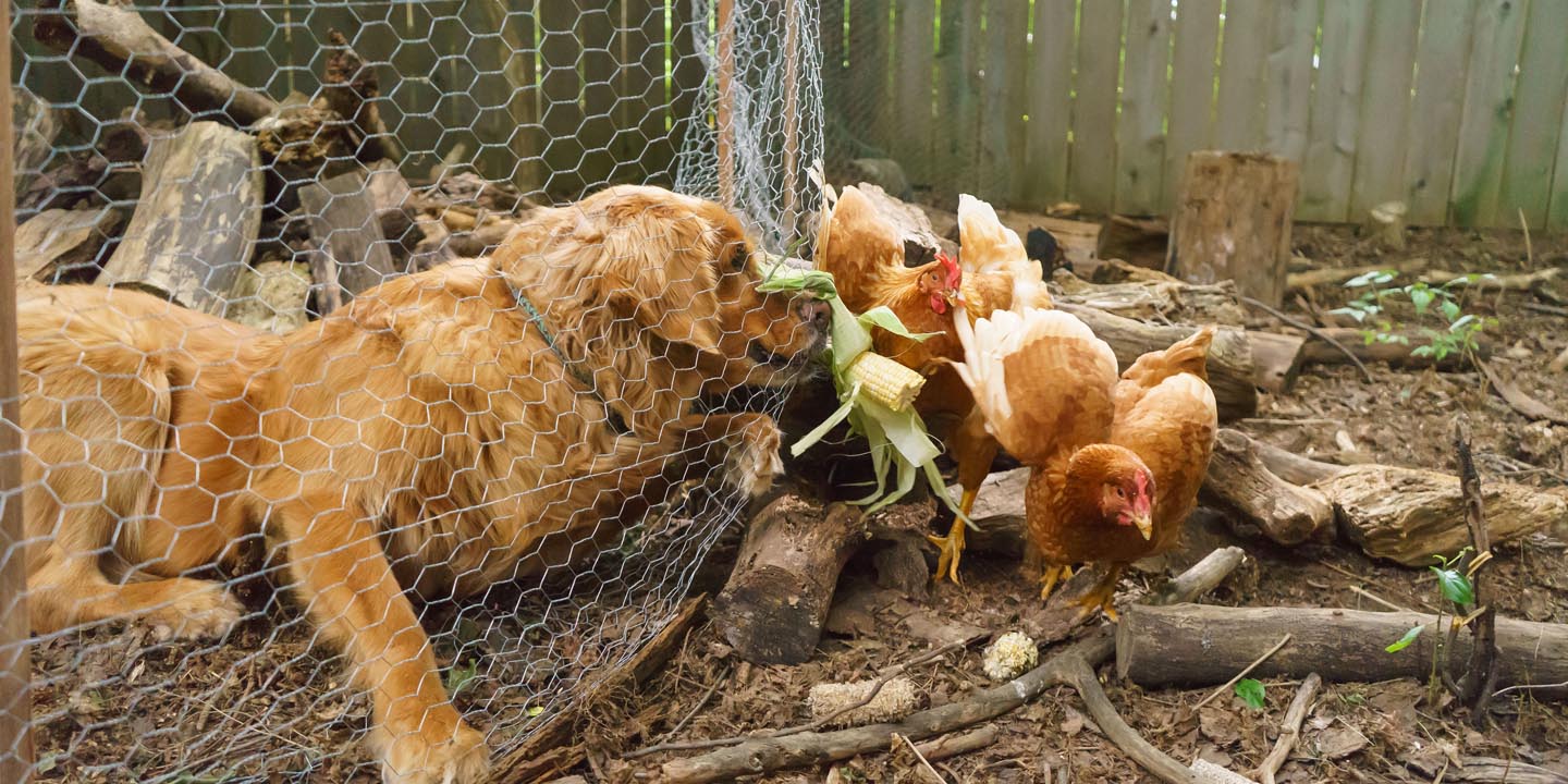 Backyard Dog and Chicken Photography - attack