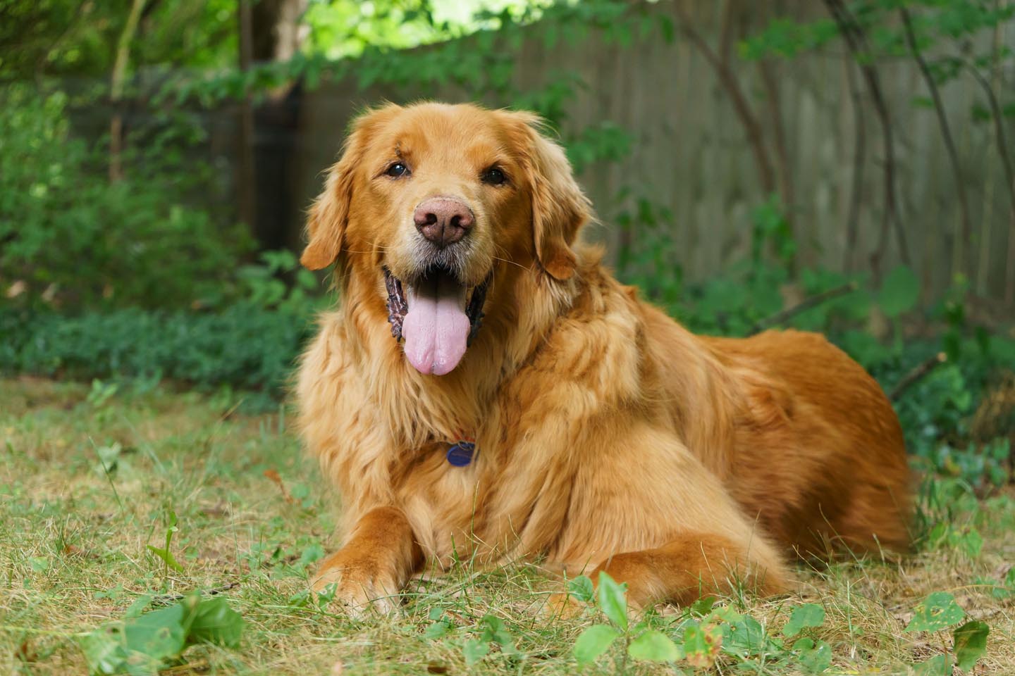 Backyard Dog and Chicken Photography - dog portrait