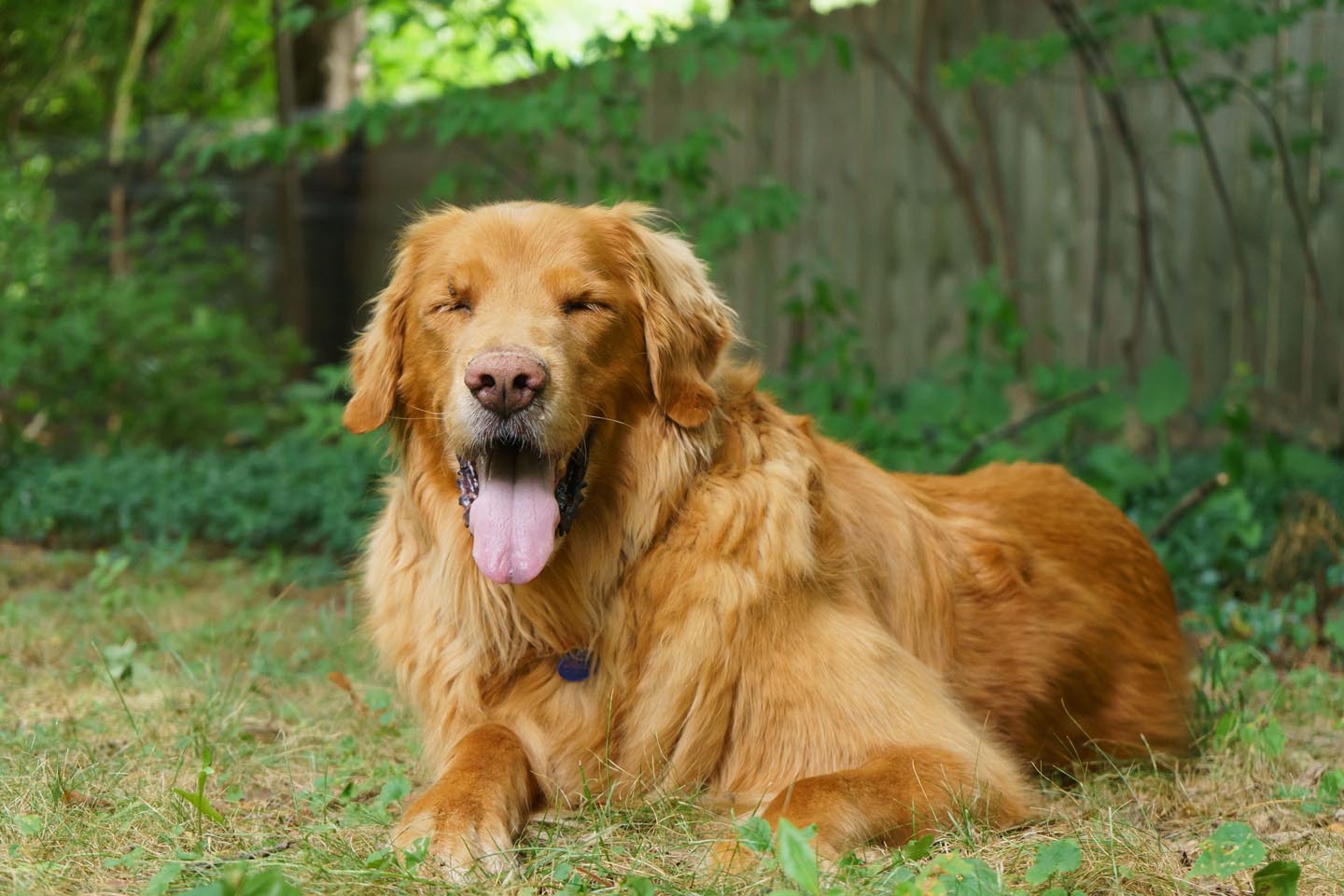 Backyard Dog and Chicken Photography - happy eyes closed