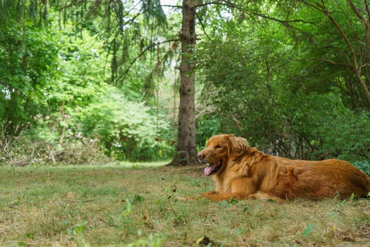 Backyard Dog and Chicken Photography - laying in the backyard