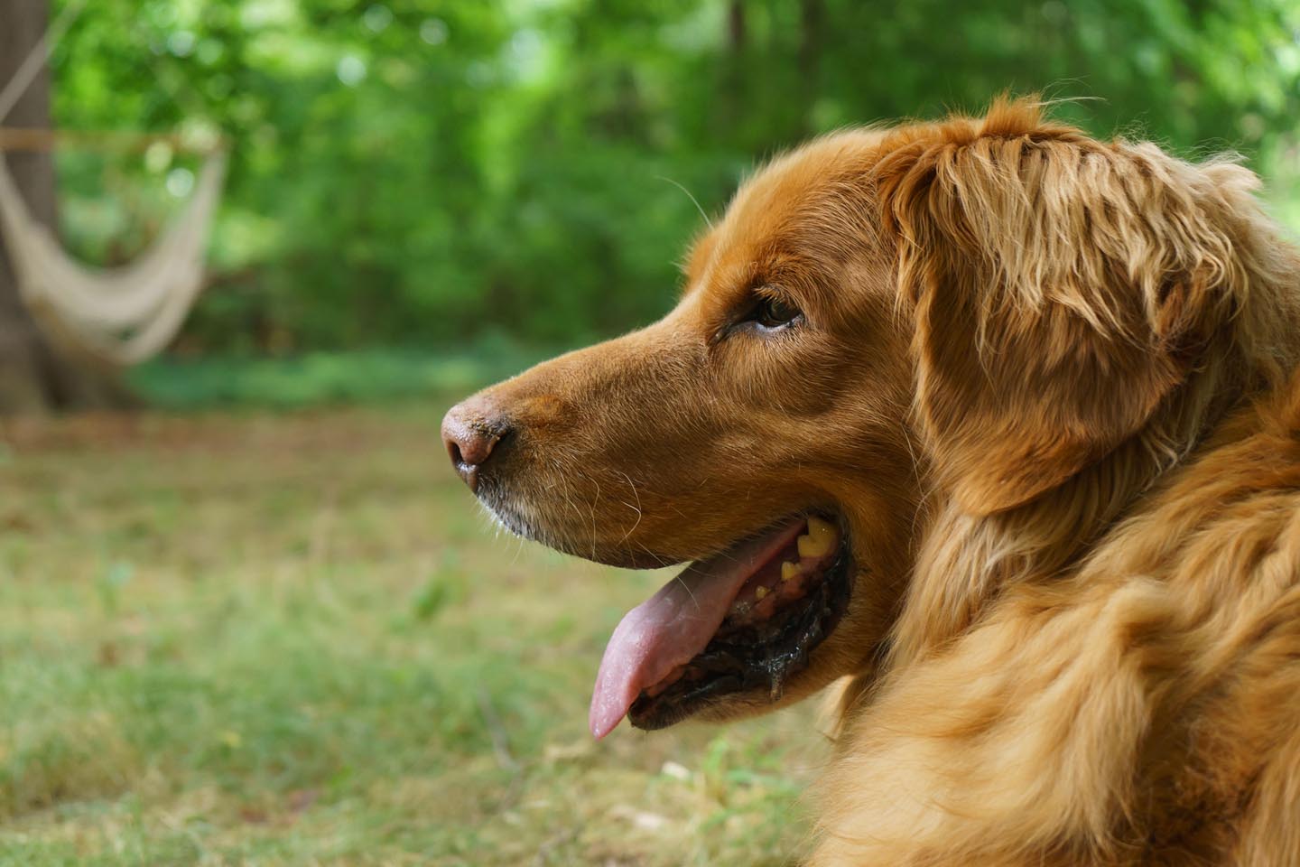 Backyard Dog and Chicken Photography - profile