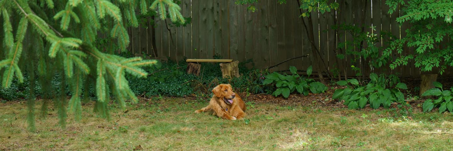 Backyard Dog and Chicken Photography - shady panorama