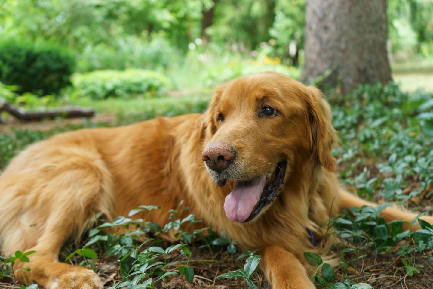 Backyard Dog and Chicken Photography - laying in the garden