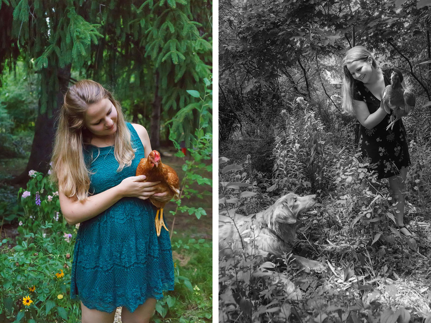 Backyard Dog and Chicken Photography - holding the chicken