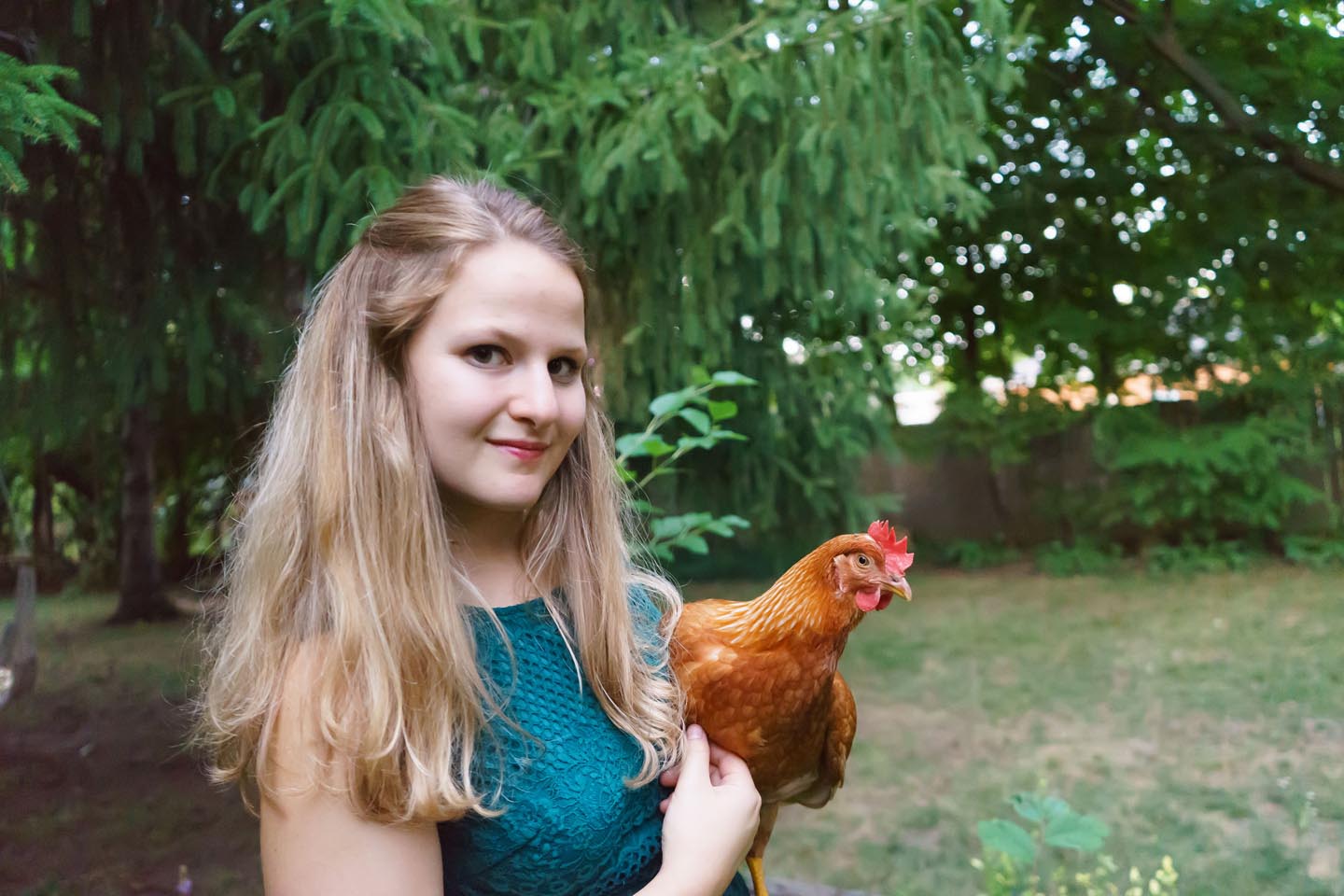 Backyard Dog and Chicken Photography - chicken portrait