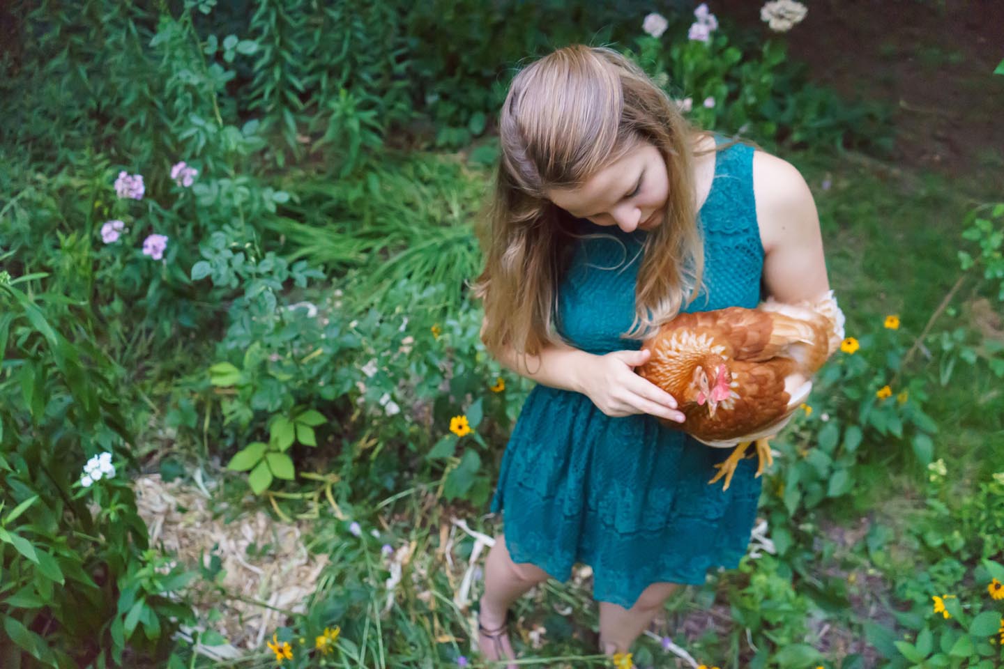 Backyard Dog and Chicken Photography - in the garden