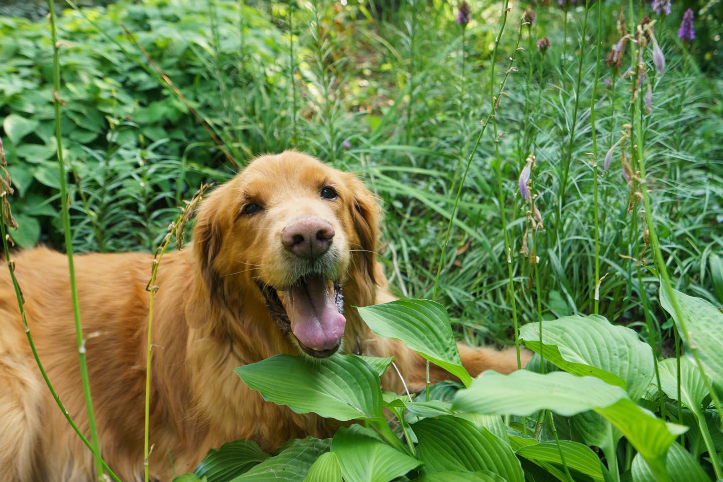 Backyard Dog and Chicken Photography - golden in the garden