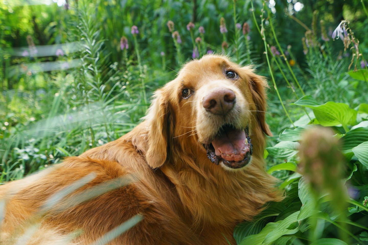 Backyard Dog and Chicken Photography - golden in the garden