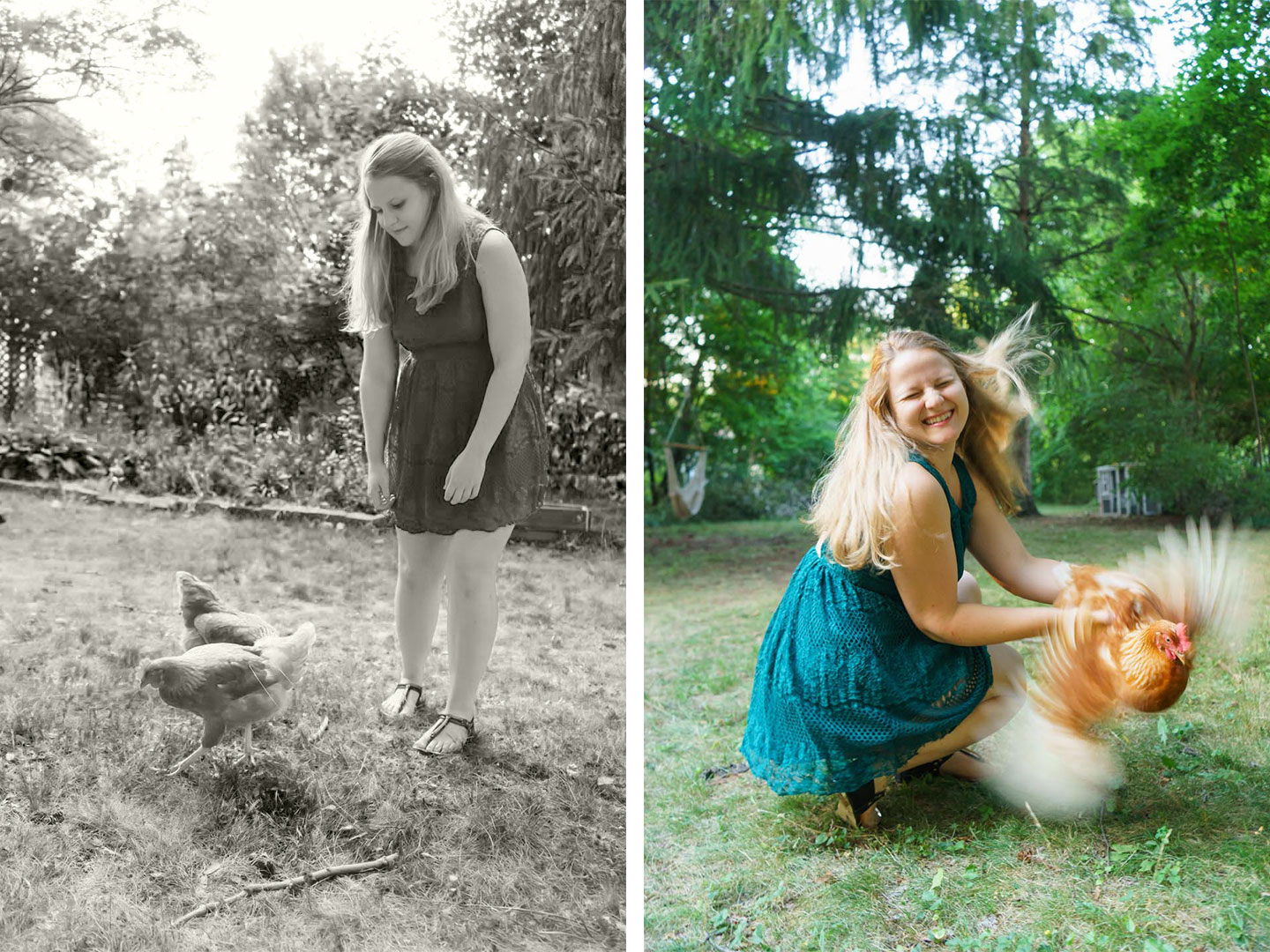 Backyard Dog and Chicken Photography - chasing flapping chickens