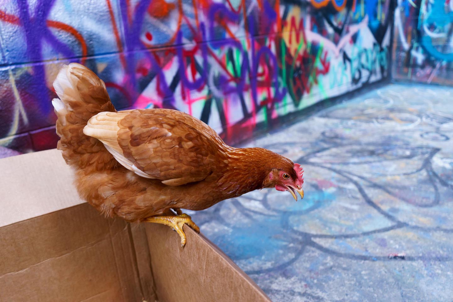 Graffiti Alley Urban Chicken Photography