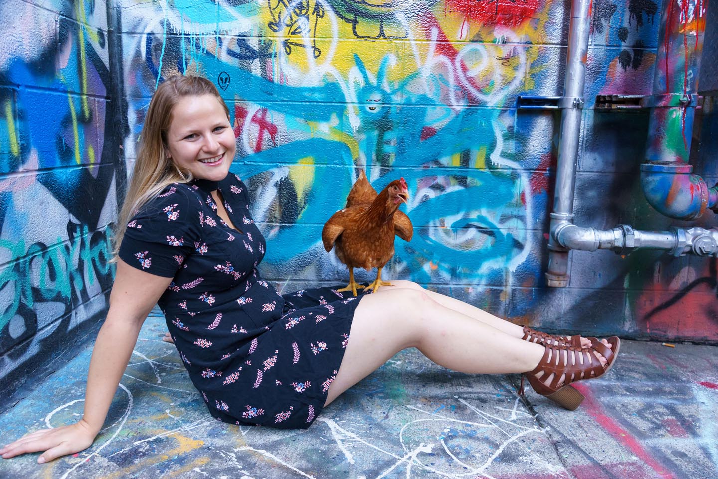 Graffiti Alley Urban Chicken Photography