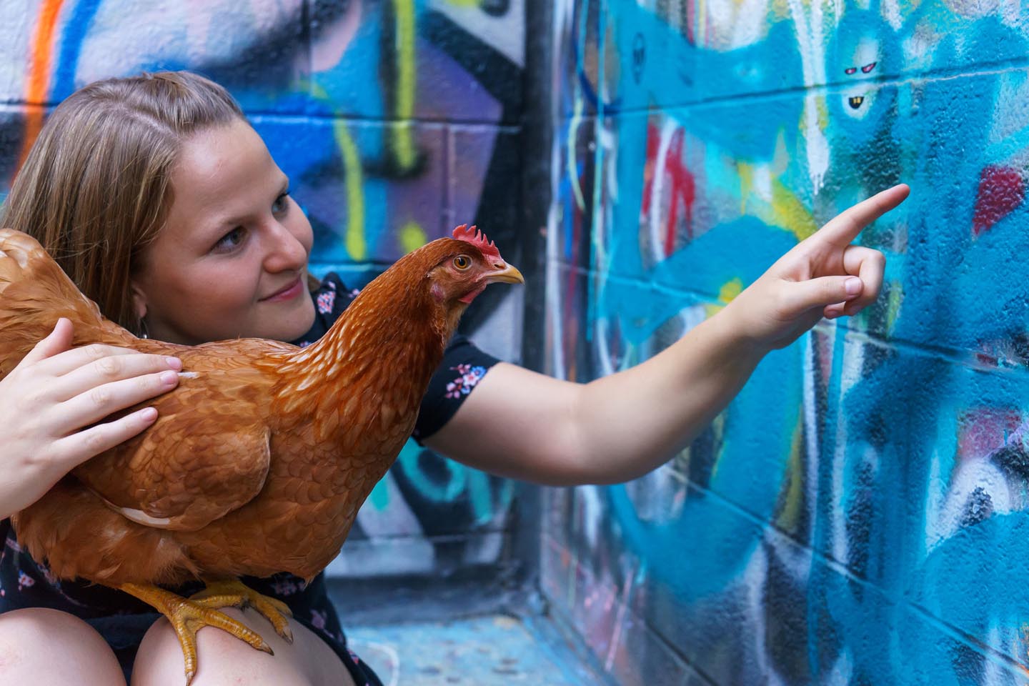 Graffiti Alley Urban Chicken Photography