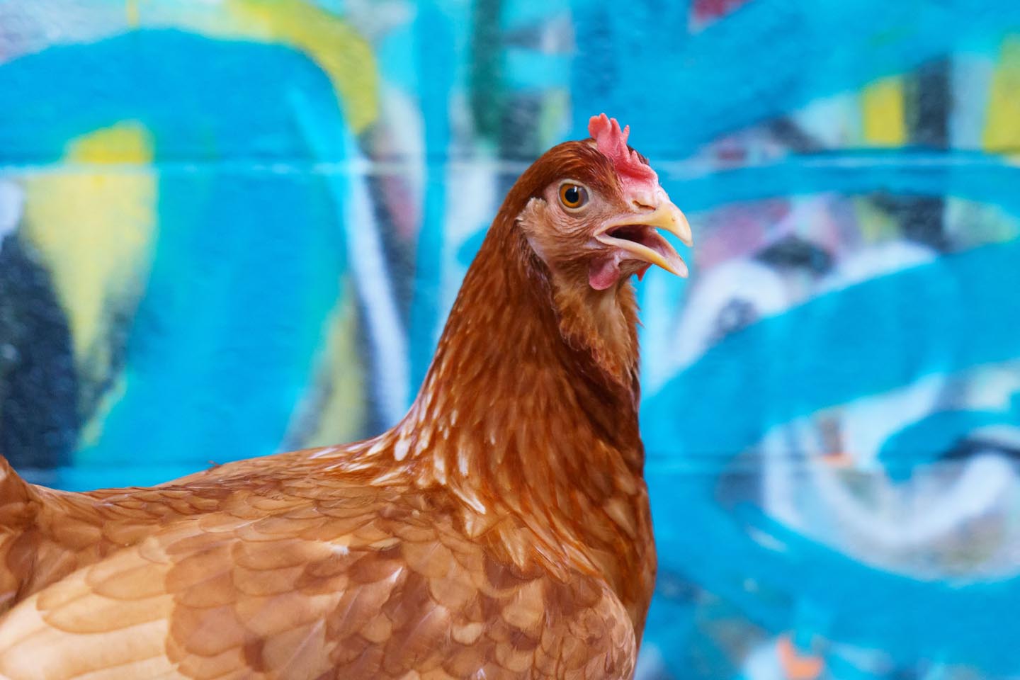 Graffiti Alley Urban Chicken Photography