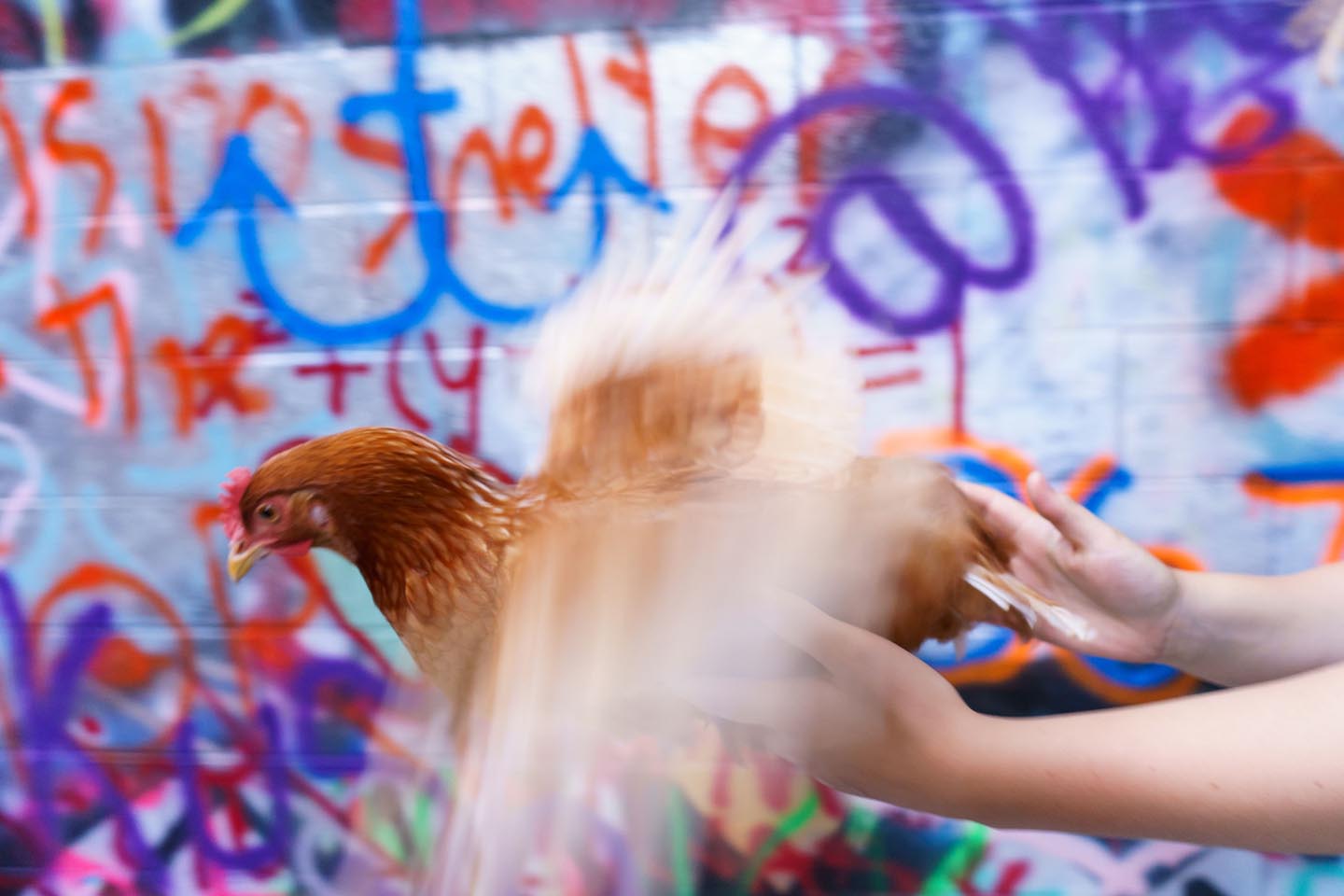 Graffiti Alley Urban Chicken Photography