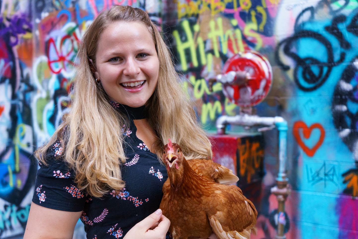 Graffiti Alley Urban Chicken Photography