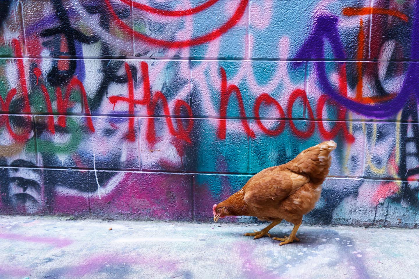 Graffiti Alley Urban Chicken Photography
