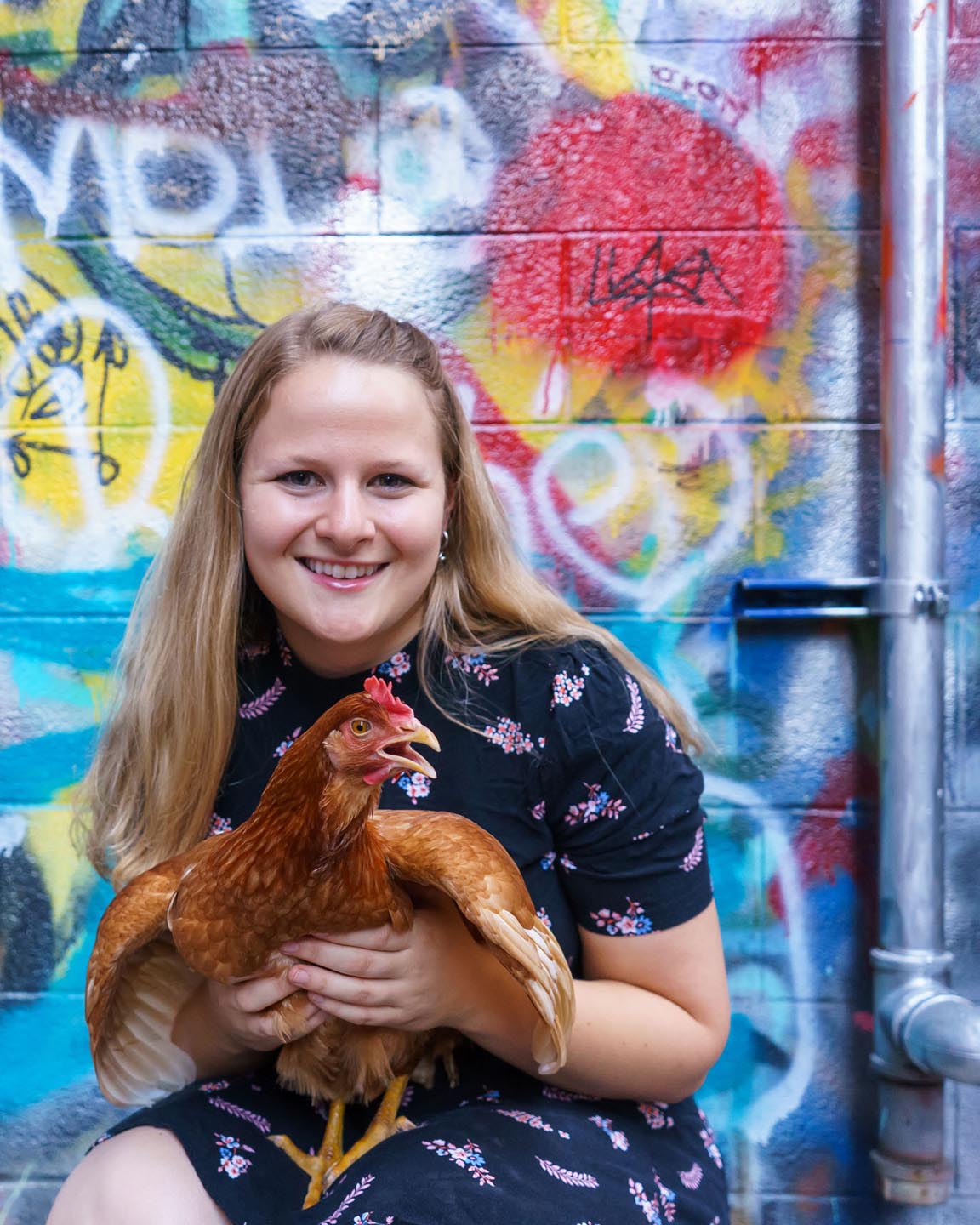 Graffiti Alley Urban Chicken Photography