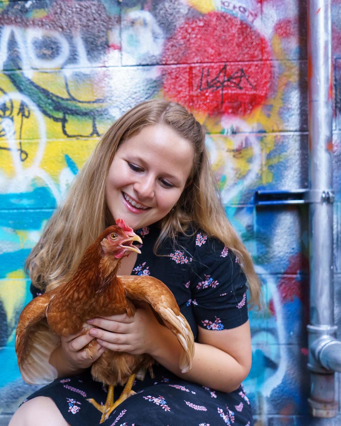 Graffiti Alley Urban Chicken Photography