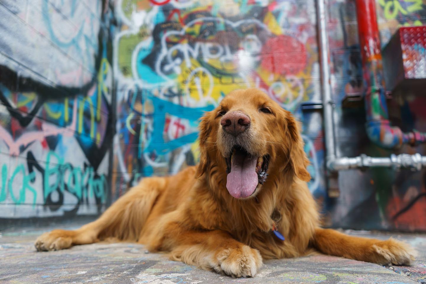 Graffiti Alley Urban Dog Photography