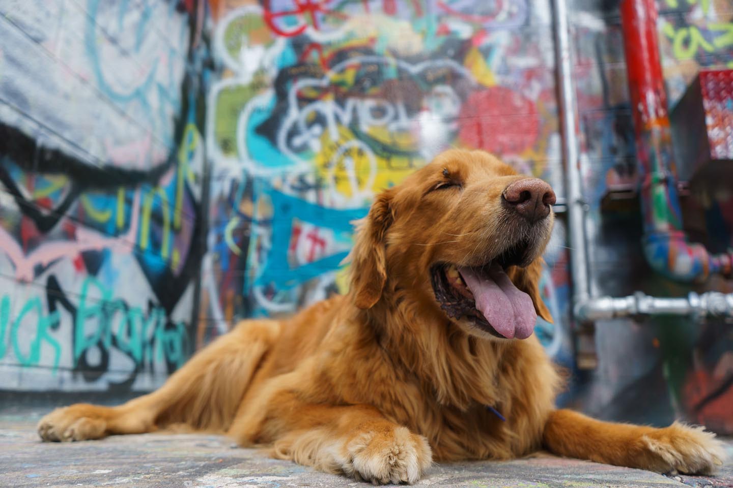 Graffiti Alley Urban Dog Photography