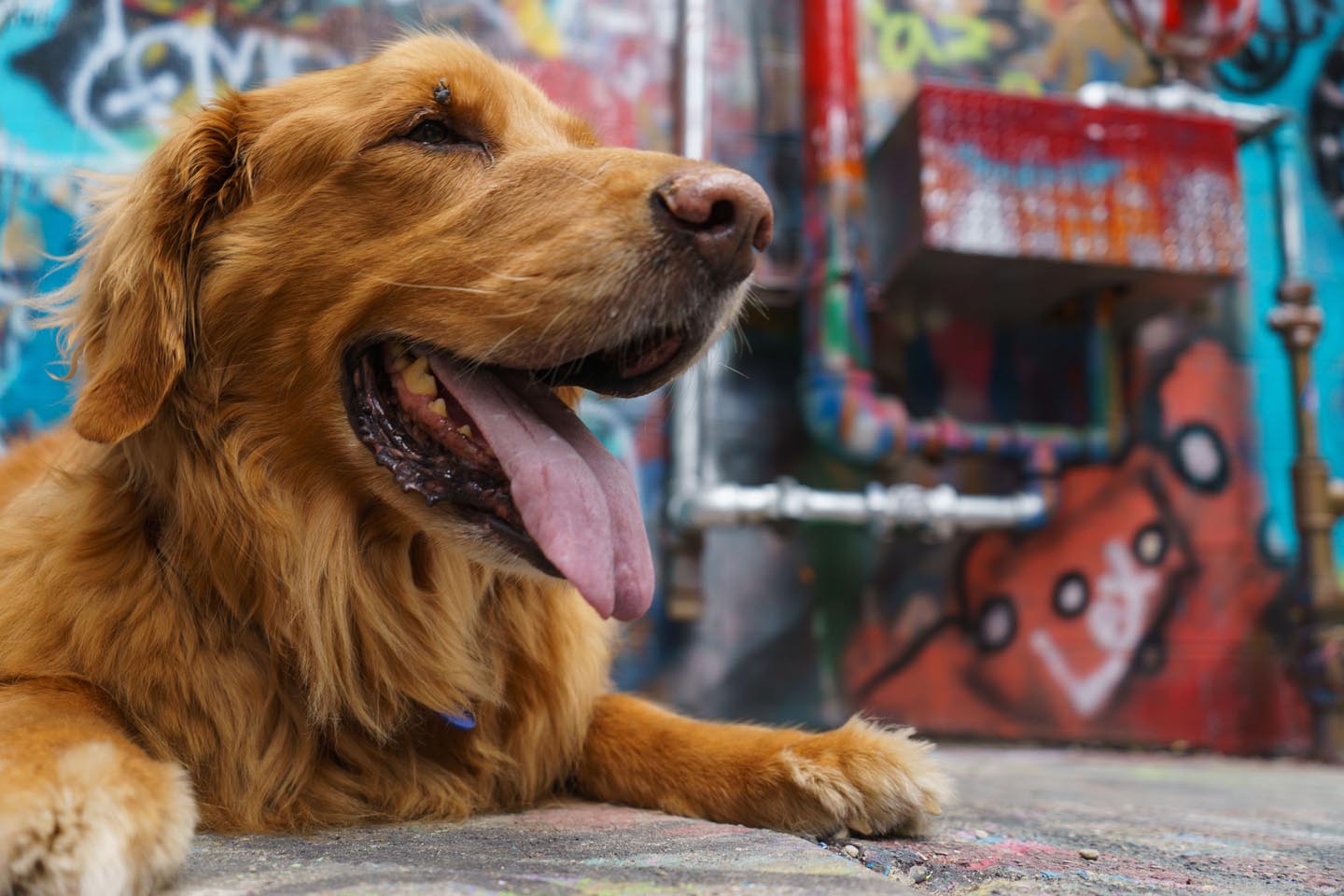 Graffiti Alley Urban Dog Photography