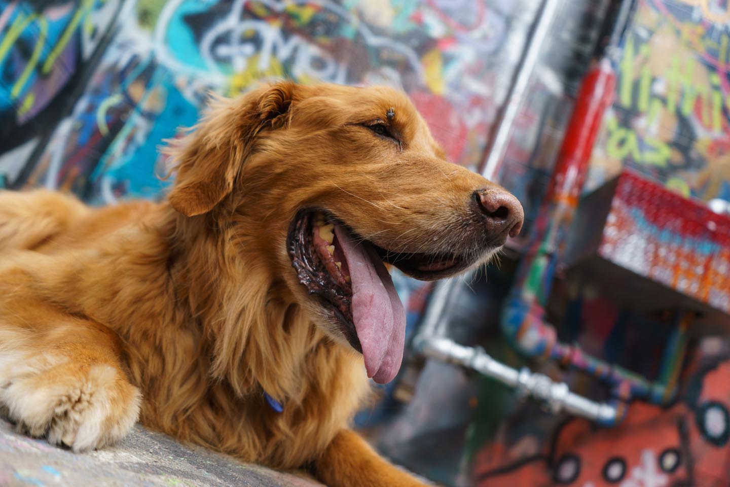 Graffiti Alley Urban Dog Photography