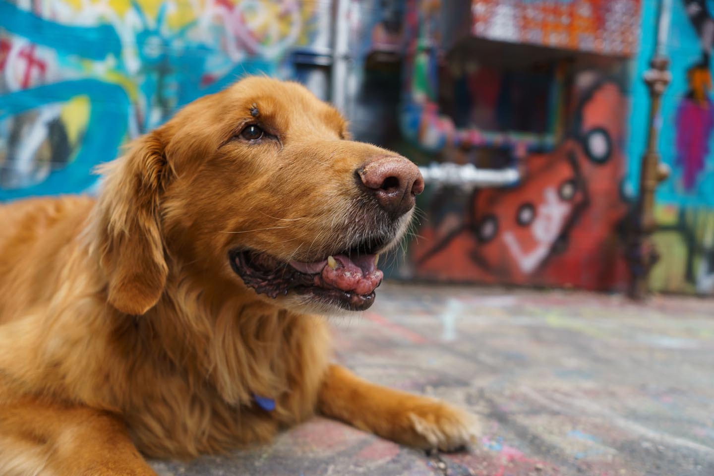 Graffiti Alley Urban Dog Photography
