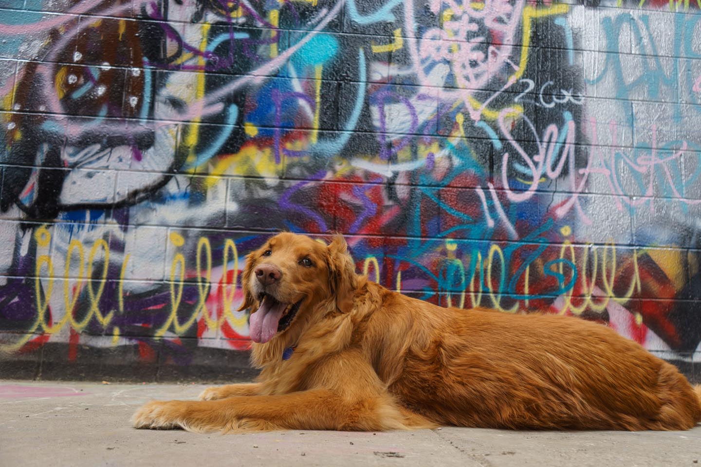 Graffiti Alley Urban Dog Photography