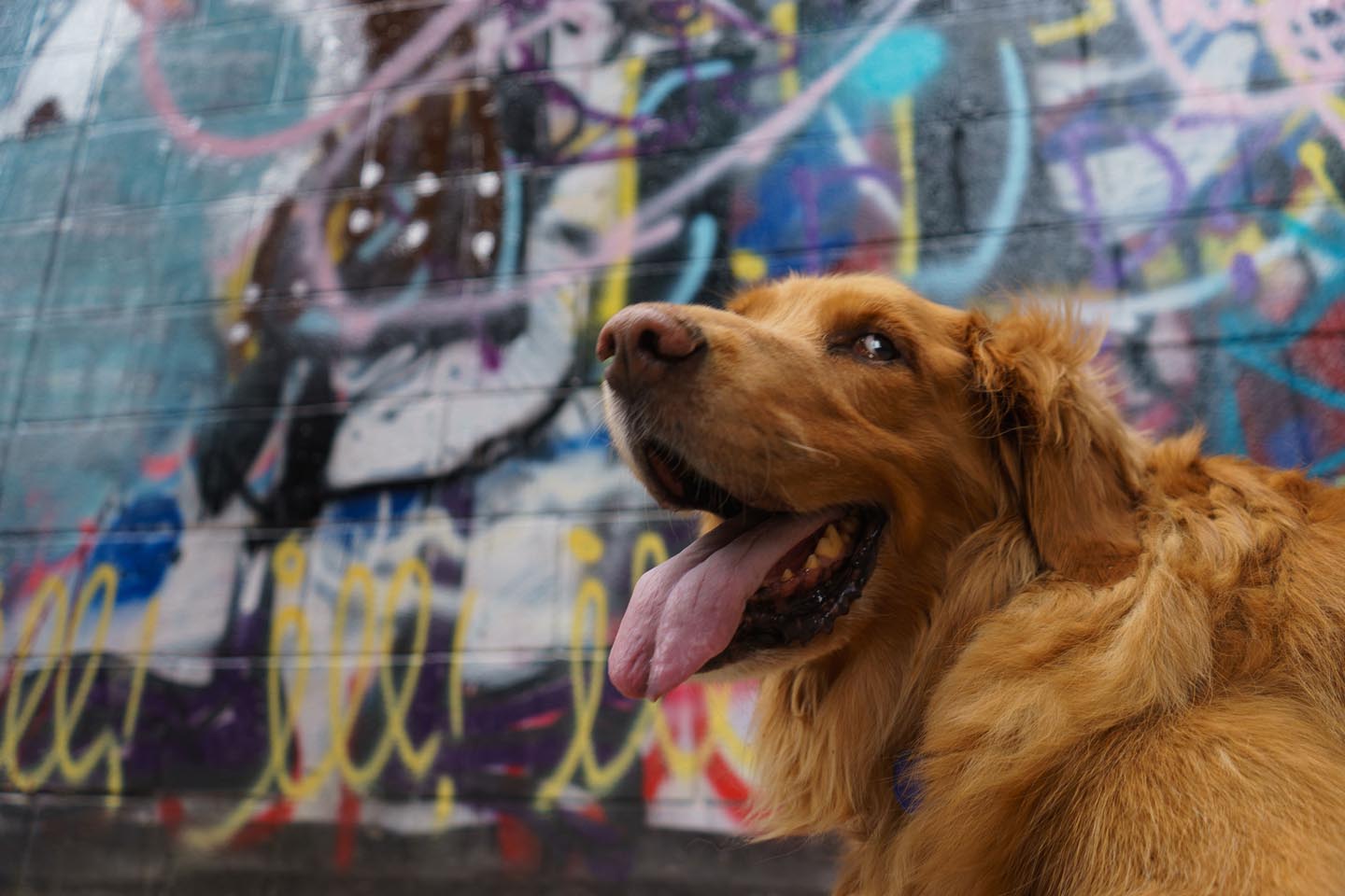 Graffiti Alley Urban Dog Photography