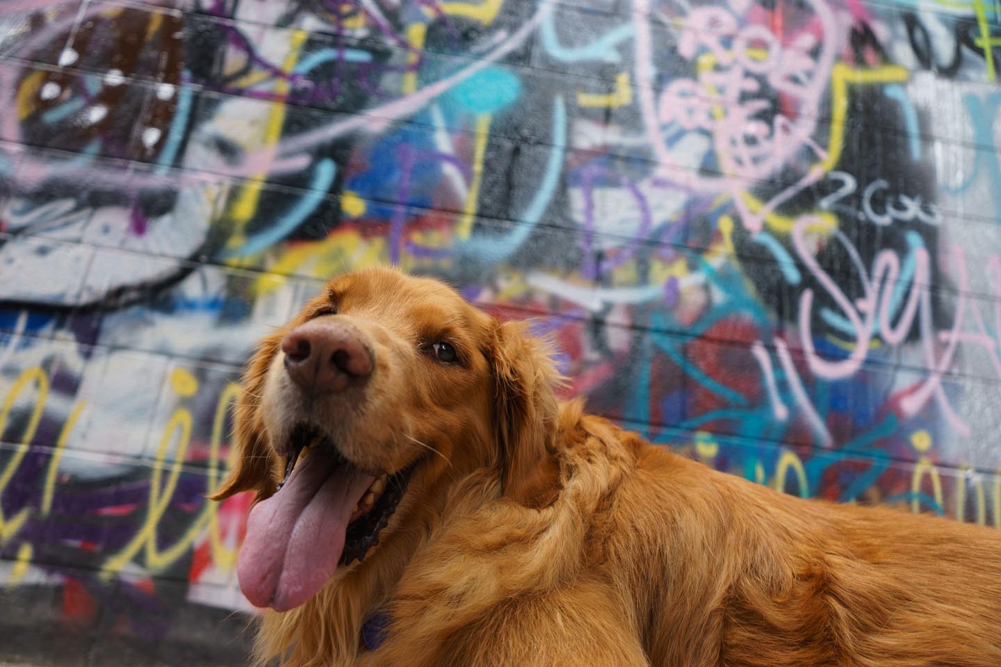 Graffiti Alley Urban Dog Photography