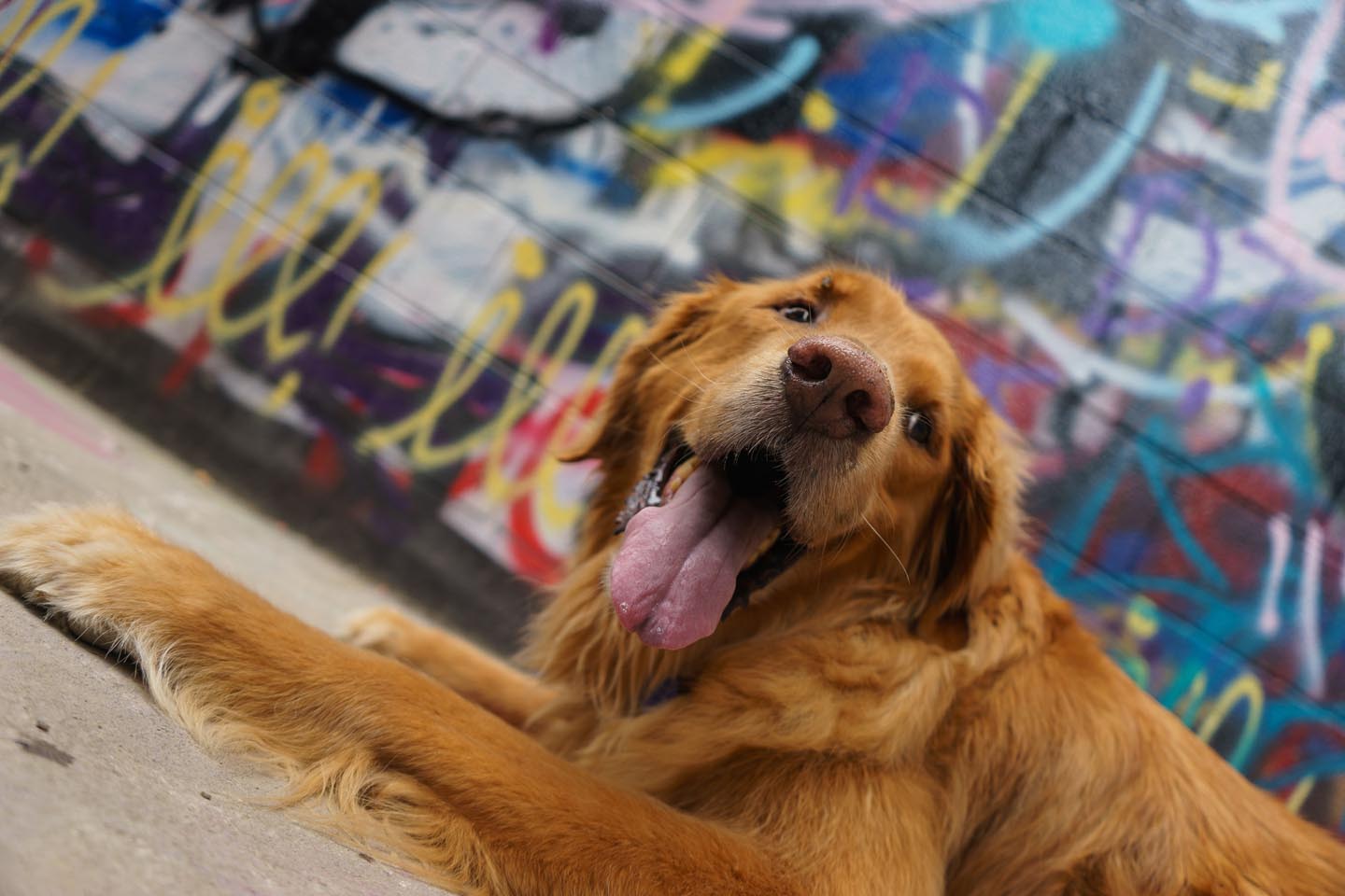 Graffiti Alley Urban Dog Photography