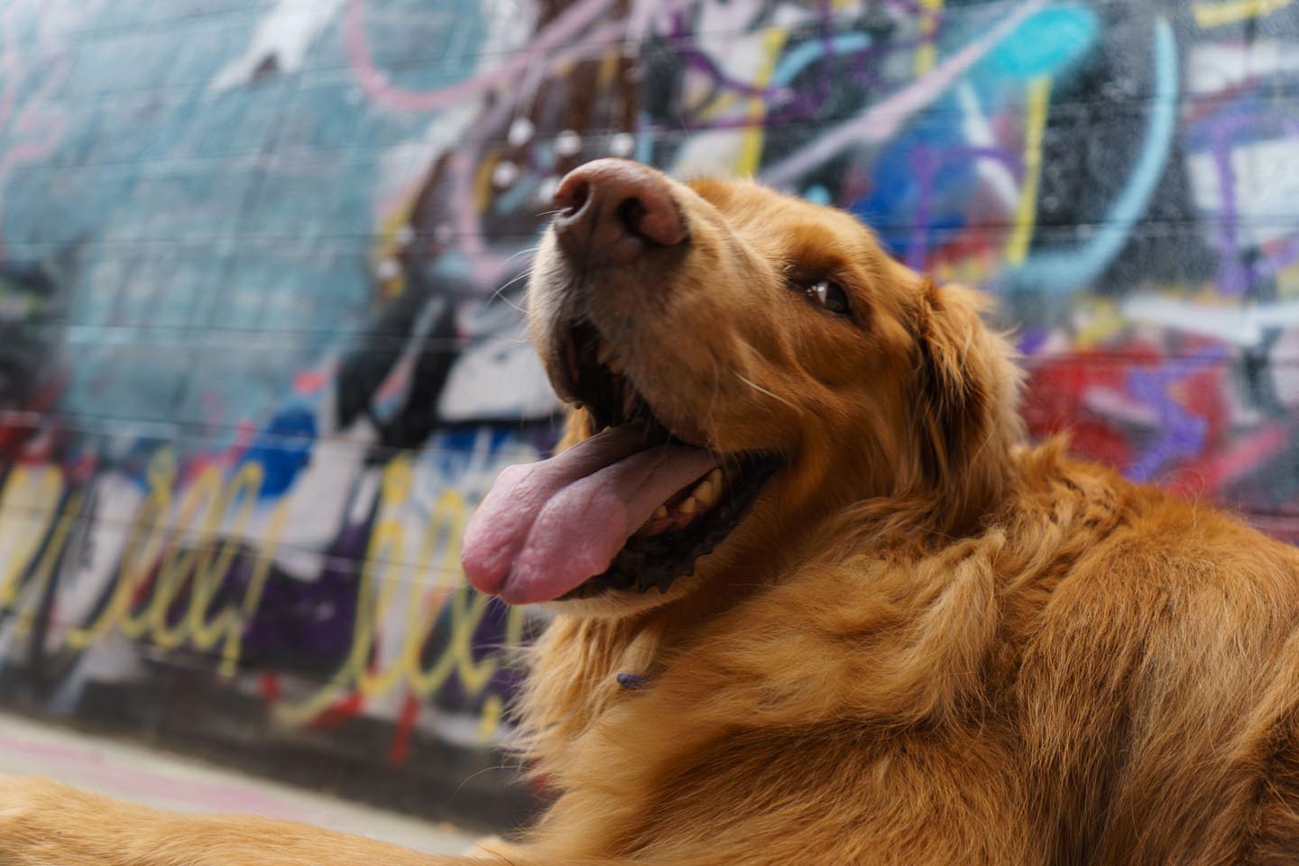 Graffiti Alley Urban Dog Photography