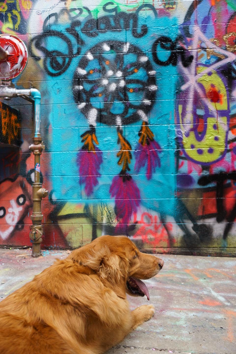 Graffiti Alley Urban Dog Photography