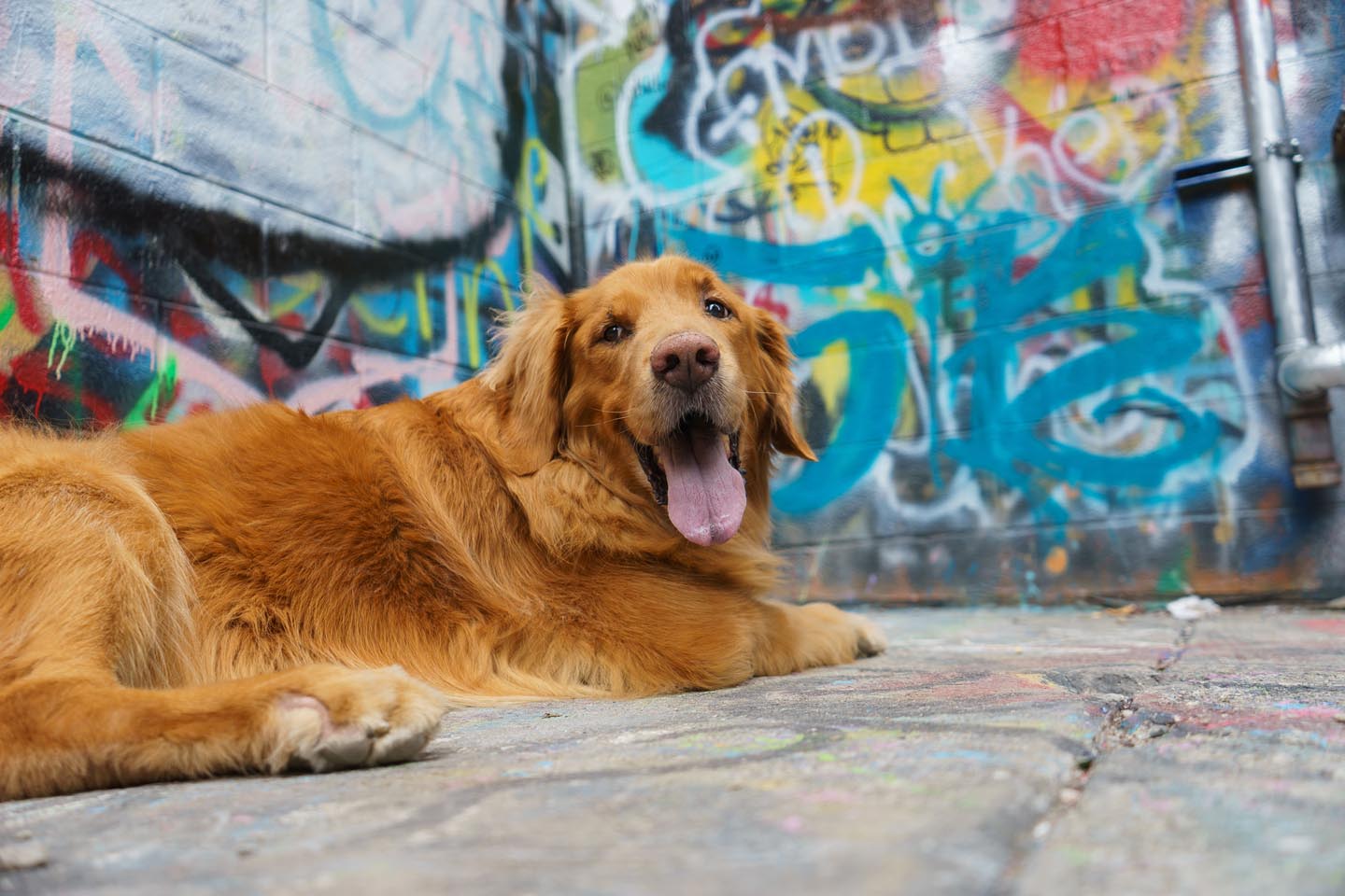 Graffiti Alley Urban Dog Photography