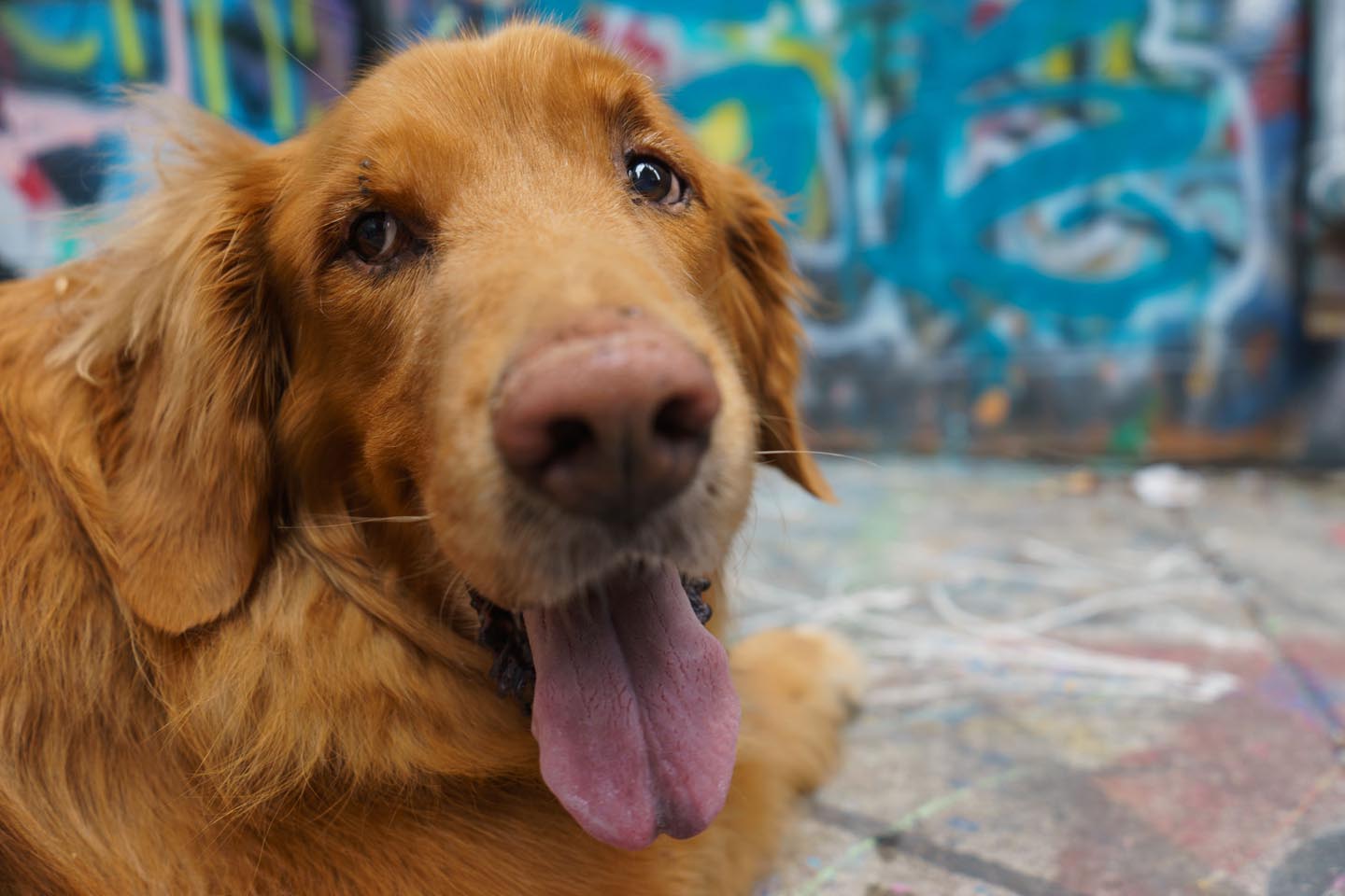 Graffiti Alley Urban Dog Photography