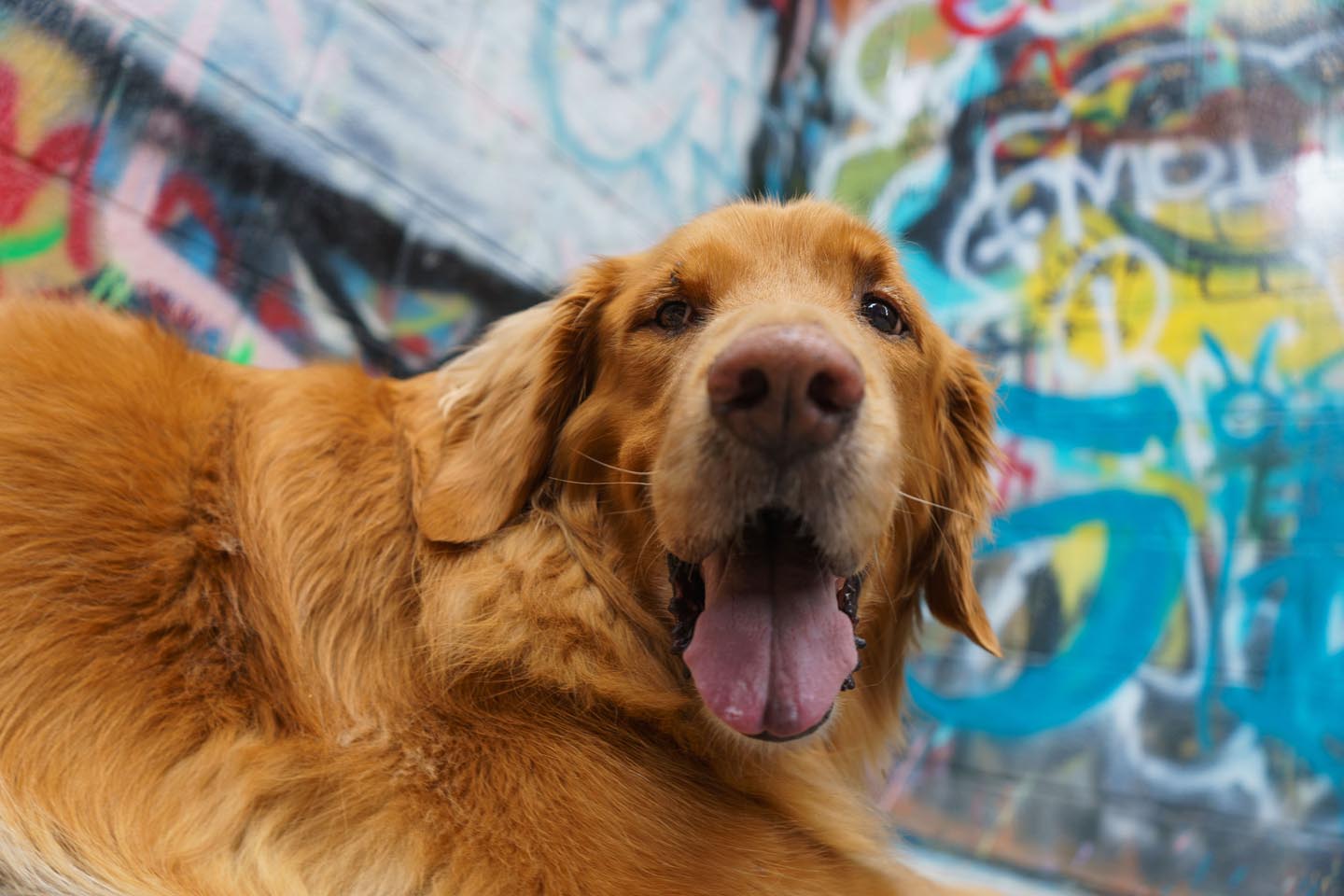 Graffiti Alley Urban Dog Photography