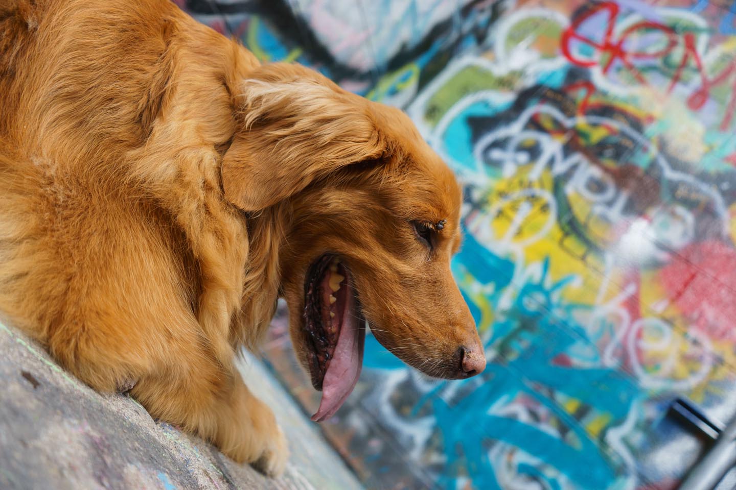 Graffiti Alley Urban Dog Photography