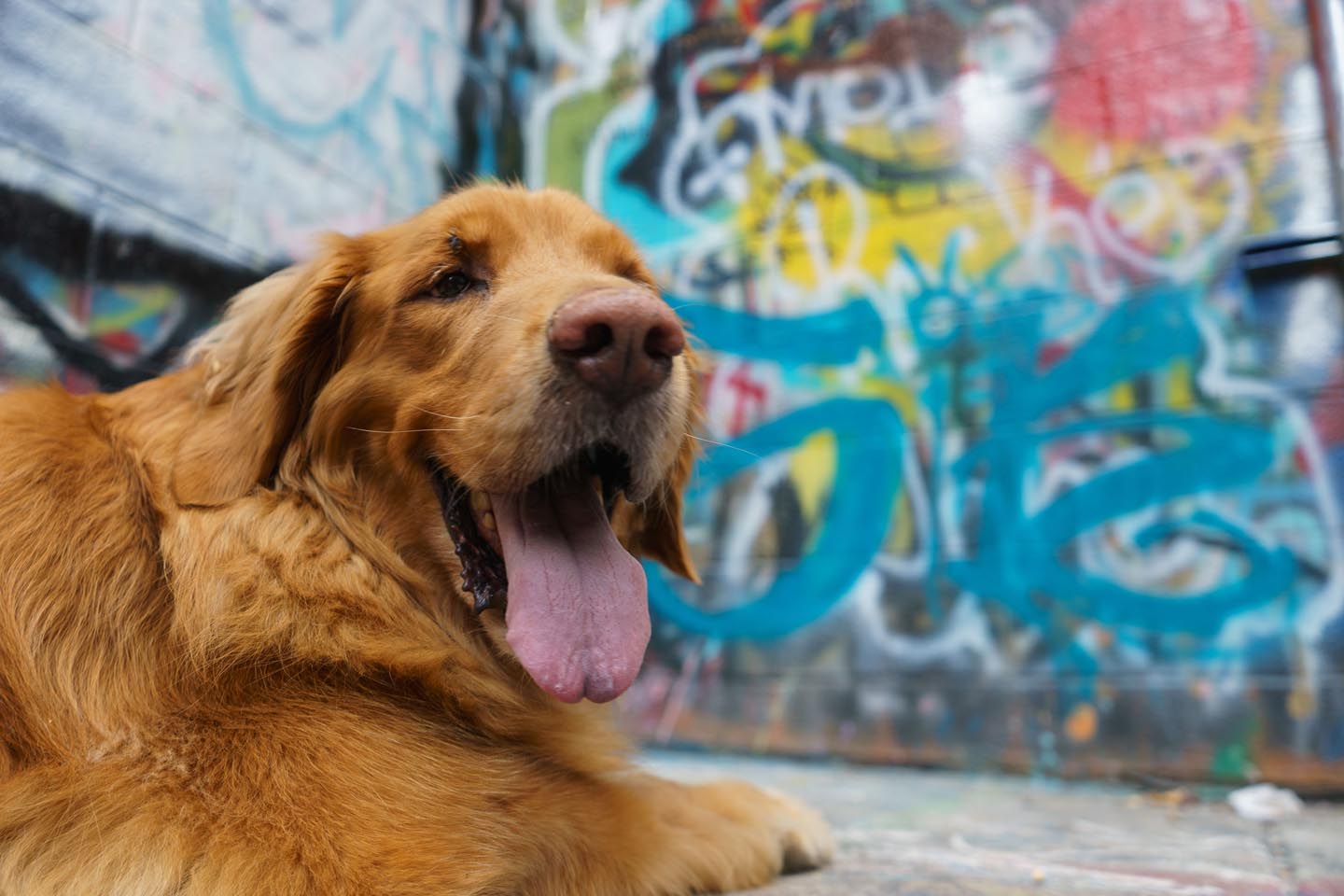Graffiti Alley Urban Dog Photography